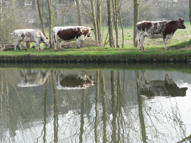 Cows on the Meads